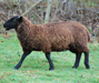 brown sheep