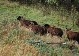 brown sheep on hill