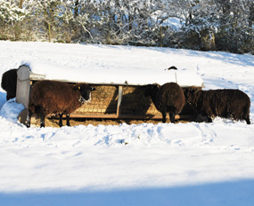 christmas sheep