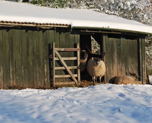 sheep at christmas