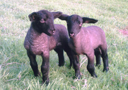 Two lambs